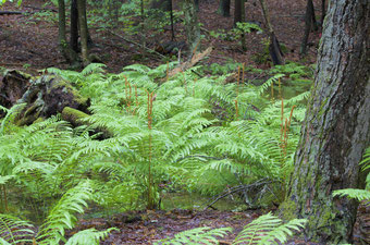 Cinnamon Fern (osmundastrum cinnamomeum) growing in a forest seep in White Rock Woods at Distant Hill Gardens in Alstead, NH.