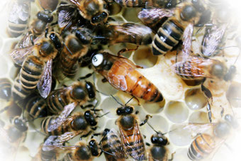 Bienen, Bienenkönigin, Elgonkönigin, Imkerei Rieger, Imkerei, Buckfast, Buckfastkönigin, Otting, Rudelstetten, Bienenkönigin kaufen, Elgonkönigin kaufen, Varroatoleranz, Varroatolerant, VSH, Zuchtkönigin, Königinnenzucht,