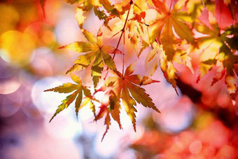 Herbstblätter