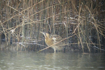 Große Rohrdommel Foto: Helmut Pfitzner