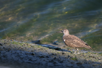 Flussuferläufer waren sehr schön am Echinger Stausee zu beobachten. Foto: Marcel Püls