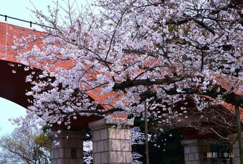 霧笛橋の一本桜
