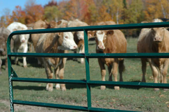 Group of cattle in a field behind a green gate.