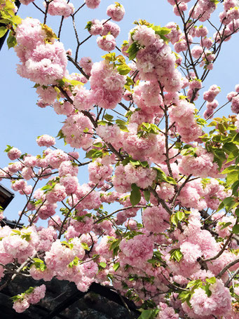 当店近くで咲いていた八重桜