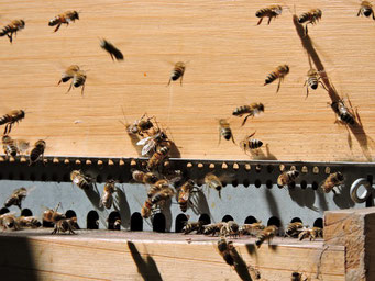 Planche d'envol d'une ruche avec des abeilles qui volent pour entrer et sortir de la ruche