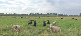 Pimpinelleschafe auf der Weide