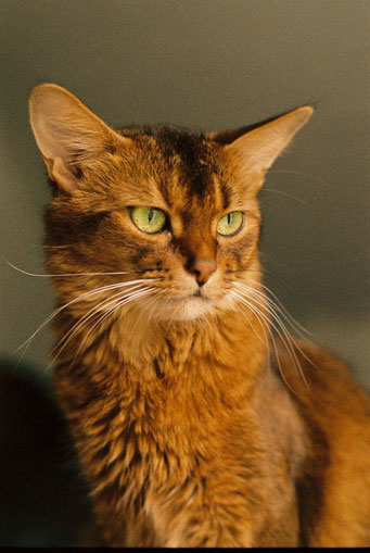 Somali-Katze wildfarben, Cattery on Tiptoe