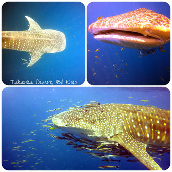 whaleshark in el nido. butanding. 