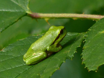 Hyla arborea (Foto: Kanis)