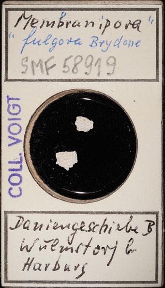 Senckenberg, Bryozoa, Bryozoen, Moostierchen, Sammlung Voigt