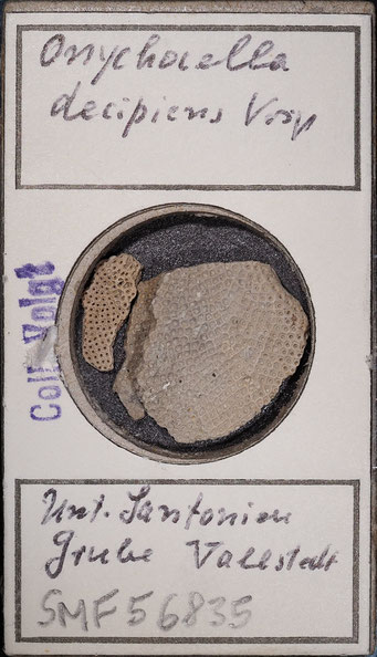 Senckenberg, Bryozoa, Bryozoen, Moostierchen, Sammlung Voigt