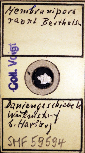 Senckenberg, Bryozoa, Bryozoen, Moostierchen, Sammlung Voigt