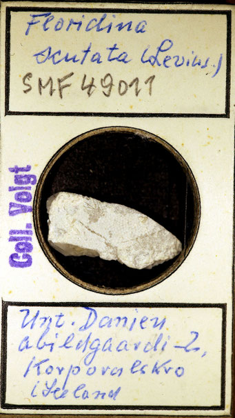 Senckenberg, Bryozoa, Bryozoen, Moostierchen, Sammlung Voigt