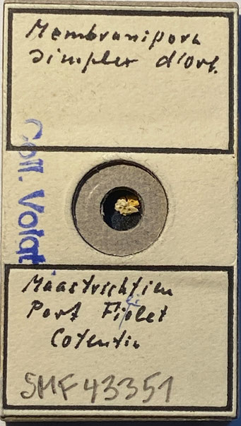 Senckenberg, Bryozoa, Bryozoen, Moostierchen, Sammlung Voigt