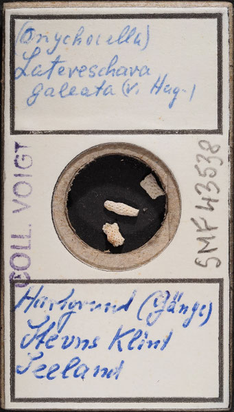 Senckenberg, Bryozoa, Bryozoen, Moostierchen, Sammlung Voigt
