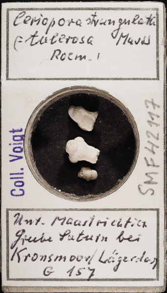 Senckenberg, Bryozoa, Bryozoen, Moostierchen, Sammlung Voigt