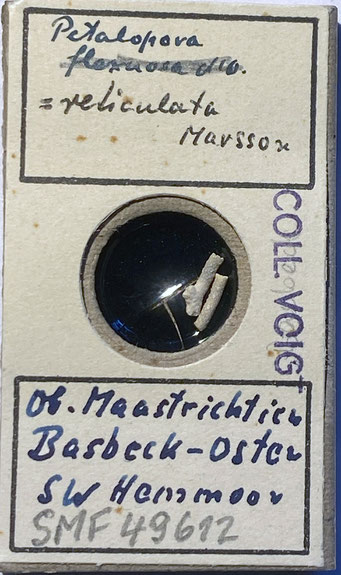 Senckenberg, Bryozoa, Bryozoen, Moostierchen, Sammlung Voigt