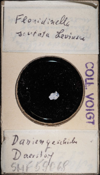 Senckenberg, Bryozoa, Bryozoen, Moostierchen, Sammlung Voigt