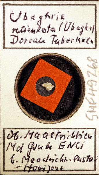 Senckenberg, Bryozoa, Bryozoen, Moostierchen, Sammlung Voigt