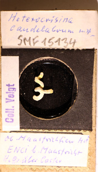 Senckenberg, Bryozoa, Bryozoen, Moostierchen, Sammlung Voigt