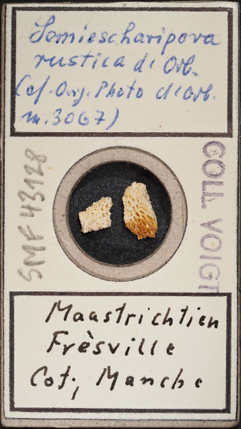 Senckenberg, Bryozoa, Bryozoen, Moostierchen, Sammlung Voigt