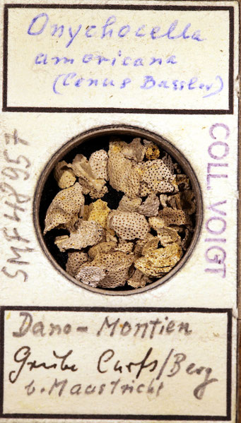 Senckenberg, Bryozoa, Bryozoen, Moostierchen, Sammlung Voigt