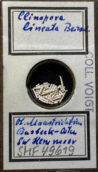 Senckenberg, Bryozoa, Bryozoen, Moostierchen, Sammlung Voigt