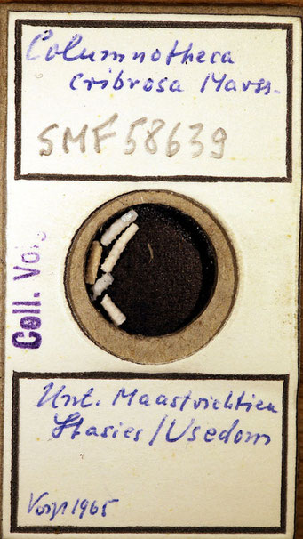 Senckenberg, Bryozoa, Bryozoen, Moostierchen, Sammlung Voigt