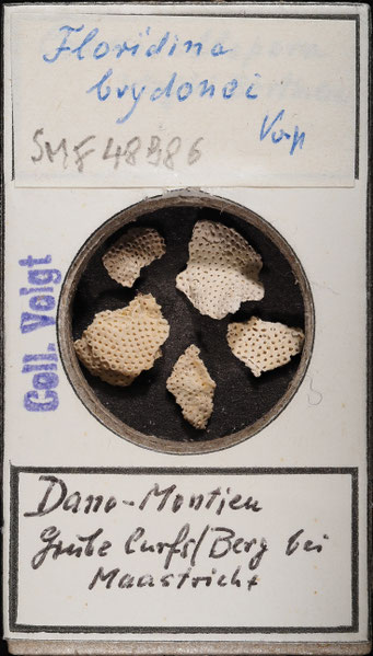 Senckenberg, Bryozoa, Bryozoen, Moostierchen, Sammlung Voigt