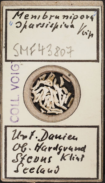 Senckenberg, Bryozoa, Bryozoen, Moostierchen, Sammlung Voigt