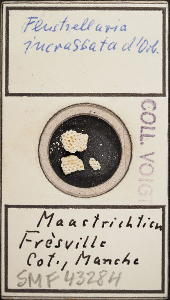 Senckenberg, Bryozoa, Bryozoen, Moostierchen, Sammlung Voigt