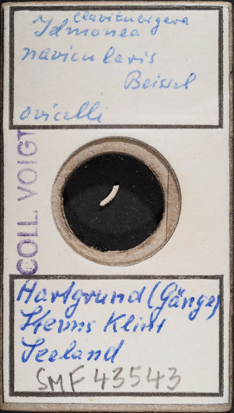 Senckenberg, Bryozoa, Bryozoen, Moostierchen, Sammlung Voigt