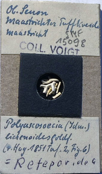 Senckenberg, Bryozoa, Bryozoen, Moostierchen, Sammlung Voigt