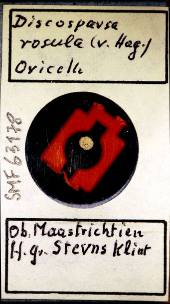 Senckenberg, Bryozoa, Bryozoen, Moostierchen, Sammlung Voigt