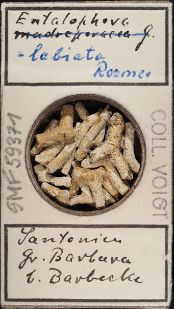 Senckenberg, Bryozoa, Bryozoen, Moostierchen, Sammlung Voigt