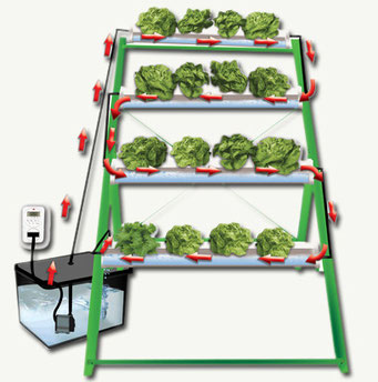 Cultivo Hidropnico De Tomate Caractersticas Y Sistemas Cultivo Hidropnico De Tomate Caractersticas Y Sistemas