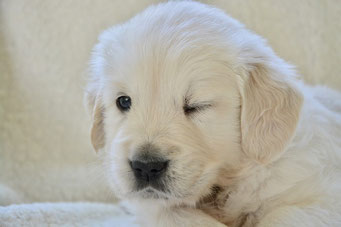 Un jeune golden retriever blanc ferme un œil. Les maladies oculaires par coach canin 16 educateur canin à domicile angouleme