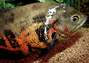 Astronotus ocellatus