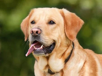Der das ist ein Labrador