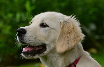 Das ist ein Golden Retriever