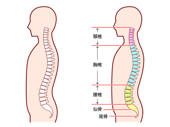 身体の側面から見た背骨