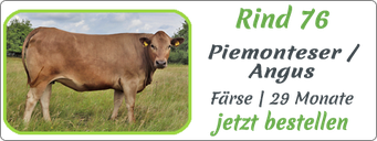 Rind 76 | Piemonteser, Färse