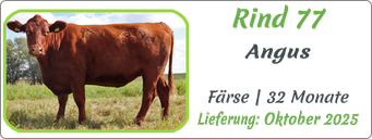Rind 77 | Angus, Färse
