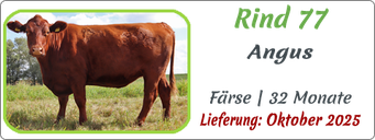 Rind 77 | Angus, Färse