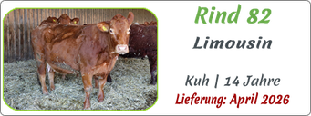 Rind 82 | Limousin, Kuh