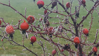 Rosa villosa - Apfel-Rose Hagebutten