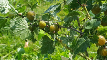 Ribes uva-crispa - Wilde Stachelbeere 