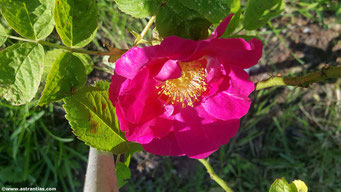 Rosa gallica "Officinalis" - Apotheker-Rose