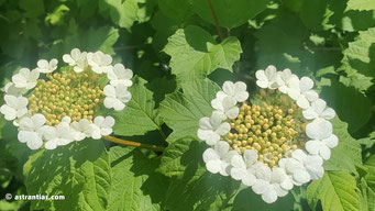 Viburnum opulus - Gemeiner Schneeball