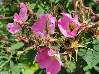 Rosa villosa - Apfel-Rose